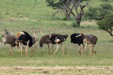 Devekuşu, Struth Camelus yeşil Kalahari 'de, yağmur mevsiminden sonra çöl. Kalahari Sınır Ötesi Parkı, Güney Afrika Vahşi Yaşam Safarisi