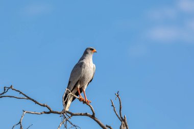 Güney soluk tenli marş kuşu (Melierax canorus), Güney Afrika 'daki Accipitridae familyasından yırtıcı bir kuş türü.