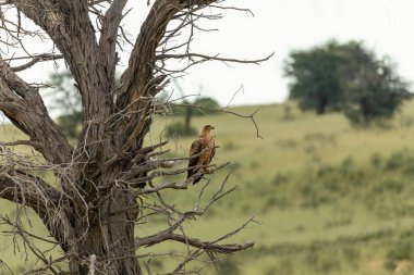 Tawny Eagle (Aquila rapax), doğal yaşam alanındaki büyük yırtıcı kuş, kalahari, Güney Afrika safarisi