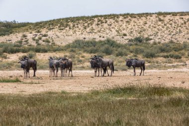 Mavi Antilop Gnu (Connochaetes taurinus) Kalahari 'de, yağmur mevsiminden sonra yeşil çöl. Kgalagadi Sınır Ötesi Parkı, Güney Afrika Vahşi Yaşam Safarisi