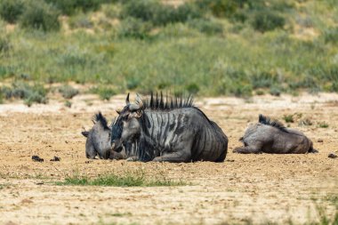 Mavi Antilop Gnu (Connochaetes taurinus) Kalahari 'de, yağmur mevsiminden sonra yeşil çöl. Kgalagadi Sınır Ötesi Parkı, Güney Afrika Vahşi Yaşam Safarisi