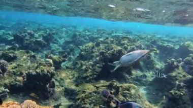 Beautiful big adult green sea turtle (Chelonia mydas) swim in red sea, Marsa Alam, Egypt wildlife