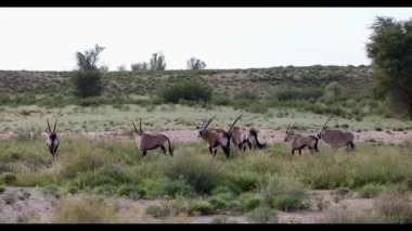 Baby of Common afrikalı antilop Gemsbok, Oryx gazella Kalahari 'de yağmur mevsiminden sonra yeşil çimlerle. Kgalagadi Sınır Ötesi Parkı, Güney Afrika Vahşi Yaşam Safarisi