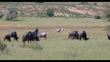 Mavi Antilop Gnu (Connochaetes taurinus) Kalahari 'de, yağmur mevsiminden sonra yeşil çöl. Kgalagadi Sınır Ötesi Parkı, Güney Afrika Vahşi Yaşam Safarisi