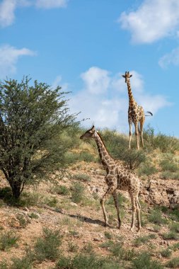 Şirin Angolan zürafası (Giraffa camelopardalis angolensis), Kalahari 'de, yağmur mevsiminden sonra yeşil çöl. Kgalagadi Sınır Ötesi Parkı, Güney Afrika Vahşi Yaşam Safarisi