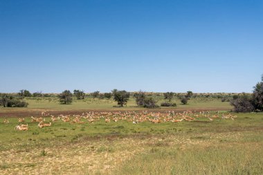 Springbok sürüsü (Antidorcas marsupialis), yeşil Kalahari 'de, yağmur mevsiminden sonra, Güney Afrika vahşi yaşamı