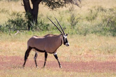 Baby of Common afrikalı antilop Gemsbok, Oryx gazella Kalahari 'de yağmur mevsiminden sonra yeşil çimlerle. Kgalagadi Sınır Ötesi Parkı, Güney Afrika Vahşi Yaşam Safarisi