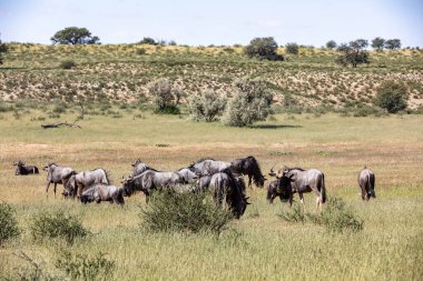 Mavi Antilop Gnu (Connochaetes taurinus) Kalahari 'de, yağmur mevsiminden sonra yeşil çöl. Kgalagadi Sınır Ötesi Parkı, Güney Afrika Vahşi Yaşam Safarisi