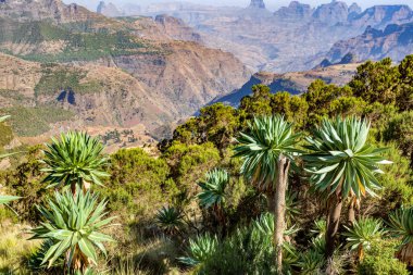 Güzel Semien veya Simien Dağları Milli Parkı manzara. Önünde güzel çiçekli çiçek dev lobelia, Lobelia rhynchopetalum, Etiyopya, Afrika vahşi endemik bitki.