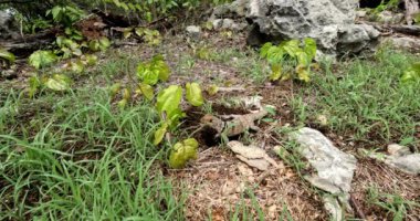 Cuvier 'in Madagaskar Swift' i (Oplurus cuvieri) Madagascan yakalı iguana veya iguanid kertenkele olarak bilinir. Opluridae familyasından endemik bir kertenkele türü. Tsingy de Bemaraha, Madagaskar vahşi yaşam hayvanı