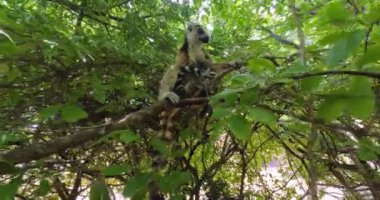 Halka kuyruklu lemur (Lemur catta), neşeli bebekli anne. Anja Bölgesi Koruma Alanında nesli tükenmekte olan bir hayvan, Madagaskar vahşi yaşam hayvanı.
