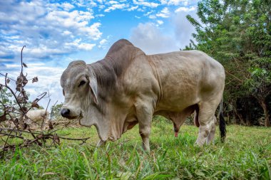 Amerikan Brahman bir zebuin-taurin-melez sığır türüdür. Puntarenas Kosta Rika