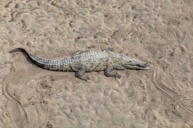 Resting crocodile with opened mouth full of tooths, American crocodile (Crocodylus acutus), Rio Tarcoles, Costa Rica Wildlife