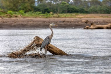 Büyük mavi balıkçıl (Ardea herodias), Rio Tarcoles, Vahşi Yaşam, Vahşi Yaşam ve Kosta Rika 'da kuş gözlemleme.