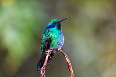 Daha küçük menekşe (Colibri siyanotus), orta büyüklükte, metalik yeşil bir sinekkuşudur. San Gerardo de Dota, Vahşi Yaşam ve Kosta Rika 'da kuş izleme.