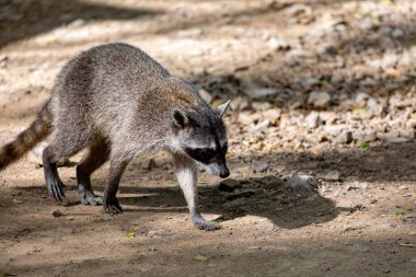 Yengeç yiyen rakun ya da Güney Amerika rakunu (Procyon Cancrivorus) küçük nehirde yiyecek arıyor. Curu Vahşi Yaşam Koruma Alanı, Kosta Rika Vahşi Hayatı