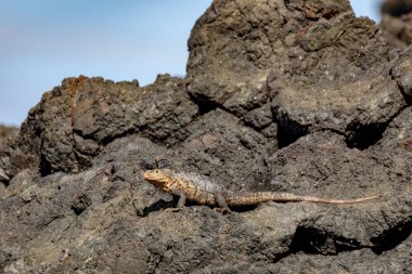 Kosta Rika 'daki Manuel Antonio Ulusal Parkı plajında çok etkileyici bir kertenkele portresi siyah dikenli iguana (Ctenosaura similis)..