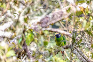 Zümrüt Toucanet (Aulacorhynchus prasinus), küçük bir tukan. San Gerardo de Dota 'da güzel bir kuş, Kosta Rika' da vahşi yaşam ve kuş izleme..