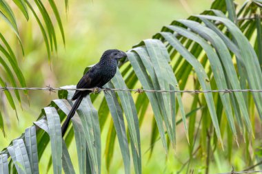 Black bird, groove-billed ani (Crotophaga sulcirostris), tropical bird in the cuckoo family, Guanacaste Costa Rica