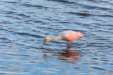 Pink bird Spoonbill (Platalea ajaja), beautiful pink bird looking for food in shallow water, Tarcoles, Wildlife and birdwatching in Costa Rica. clipart