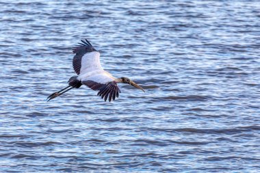 Wood stork (Mycteria americana), large American wading bird in the family Ciconiidae. Pacific Coast of Tarcoles in Carara, Wildlife and bird watching in Costa Rica. clipart