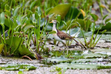Kuzey Jacana (Jacana spinosa) yavru kuşu, Rio Curu - vahşi doğada zarif bir balıkçı kuşudur. Kosta Rika 'da vahşi yaşam ve kuş gözlemciliği.