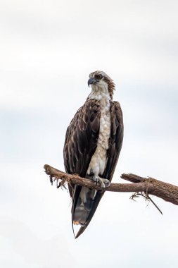 Avcı Kuş Osprey (Pandion haliaetus), Tarcoles Nehri 'nin üzerindeki ağaca tünemiştir. Kosta Rika 'da vahşi yaşam ve kuş gözlemciliği.
