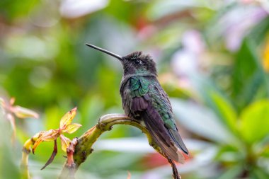 Beril kaplama sinekkuşu olarak bilinen büyüleyici sinekkuşu (Polyerata dekoru). Trochilidae familyasından sinekkuşu türü. San Gerardo de Dota, Vahşi Yaşam ve Kosta Rika 'da kuş izleme.