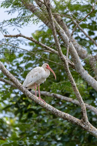 Beyaz aynak (Eudocimus albus), Threskiornithidae familyasından bir kuş türü. Rio Tarcoles. Kosta Rika 'da vahşi yaşam ve kuş gözlemciliği.