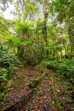 Orman manzarası. Tapanti Ulusal Parkı 'nda yağmur ormanı, geleneksel sisli bulutlu hava. Yeşil doğal arka plan. Kosta Rika vahşi doğası