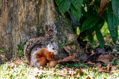 Variegated squirrel (Sciurus variegatoides) near river Tarcoles Crocodile Bridge. Costa rica wildlife clipart