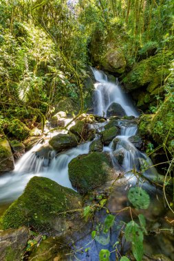 Küçük vahşi dağ nehri Rio Savegre, uzun pozlama ve sütlü su. Vahşi doğanın ve saf doğanın çarpıcı manzarası. San Gerardo de Dota, Kosta Rika.