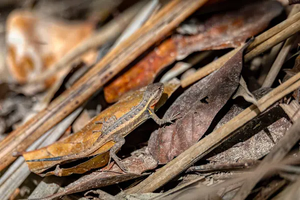 Sceloporus squamosus, Meksikalı dikenli kertenkele veya cüce dikenli kertenkele, Phrynosomatidae familyasından bir kertenkele türü. Curu Vahşi Yaşam Koruma Alanı, Kosta Rika Vahşi Hayatı.