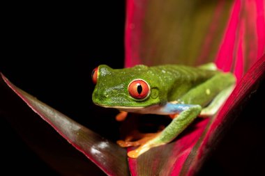 Kırmızı gözlü ağaç kurbağası (Agalychnis callidryas), tropiklerde kırmızı yapraklı güzel ikonik yeşil kurbağa. Refugio de Vida Silvestre Cano Negro, Kosta Rika Vahşi Hayatı.