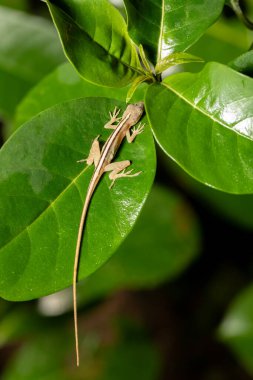 Anolis limifrons, known commonly as the slender anole or the border anole. Species of lizard in the family Dactyloidae., Refugio de Vida Silvestre Cano Negro, Costa Rica wildlife clipart