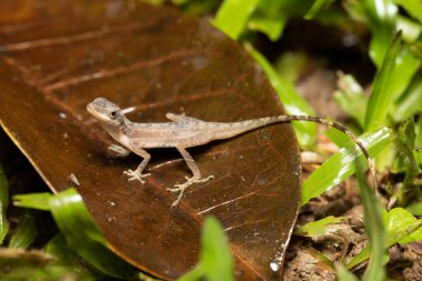 Anolis sınırlamaları, genellikle ince anol ya da sınır anole olarak bilinir. Dactyloidae familyasından bir kertenkele türü. Refugio de Vida Silvestre Cano Negro, Kosta Rika vahşi yaşamı.