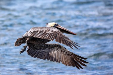 Kahverengi pelikan (Pelecanus occidentalis) Pasifik okyanusu dalgalarına iniyor. Kosta Rika 'da Ocotal Plajı, Vahşi Yaşam ve Kuş İzleme.