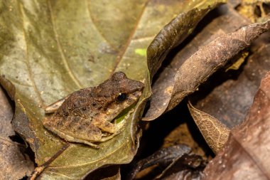 Craugastor ranoides, Craugastoridae familyasından bir kurbağa türü. Güney Atlantik 'in Nikaragua ovasında ve Kosta Rika' nın kuzeybatısında bulunur. Tarcoles, Kosta Rika Vahşi Hayatı.