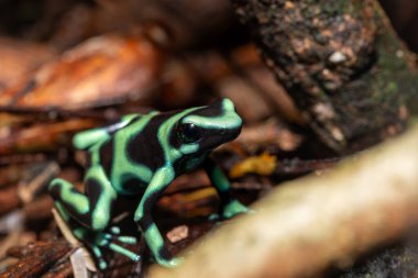 Yeşil ve siyah zehirli ok kurbağası (Dendrobates auratus), yeşil ve siyah zehirli ok kurbağası ve yeşil zehirli kurbağa, La Fortuna Alajuela - Arenal, Kosta Rika yaban hayatı.