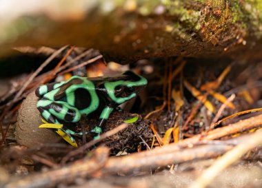 Yeşil ve siyah zehirli ok kurbağası (Dendrobates auratus), yeşil ve siyah zehirli ok kurbağası ve yeşil zehirli kurbağa, La Fortuna Alajuela - Arenal, Kosta Rika yaban hayatı.