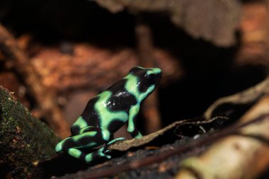 Yeşil ve siyah zehirli ok kurbağası (Dendrobates auratus), yeşil ve siyah zehirli ok kurbağası ve yeşil zehirli kurbağa, La Fortuna Alajuela - Arenal, Kosta Rika yaban hayatı.