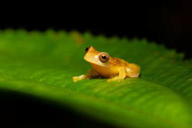 Dendropthe microcephalus, Hylidae familyasından bir kurbağa türü. Refugio de Vida Silvestre Cano Negro, Kosta Rika Vahşi Hayatı