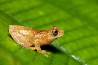 Dendropthe microcephalus, Hylidae familyasından bir kurbağa türü. Refugio de Vida Silvestre Cano Negro, Kosta Rika Vahşi Hayatı