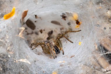 Funnel web spider - Agelenidae, large family of spiders in the suborder Araneomorphae. Liberia, Wildlife in Costa Rica. clipart