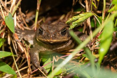 Körfez Kıyısı kurbağası (İncilius valliceps), Meksika ve Orta Amerika 'da yaşayan bir kurbağa türüdür. Refugio de Vida Silvestre Cano Negro, Kosta Rika Vahşi Hayatı