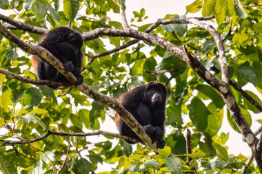 Mantolu uluyan (Alouatta palliata) veya ağaçta beslenen altın mantolu uluyan maymun, Refugio de Vida Silvestre Cano Negro, Vahşi Yaşam ve Kosta Rika 'da kuş gözlemleme.