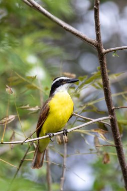 Kosta Rika 'da küçük bir ağaç dalı, Liberya, Vahşi Yaşam ve kuş izleme üzerine tünemiş büyük öpücükler (Pitangus sülfür)..