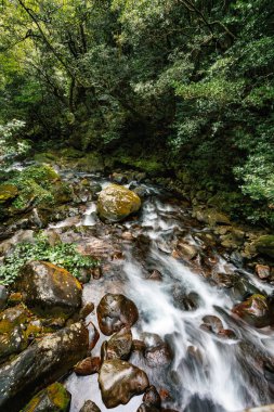 Yeşil yoğun tropikal yağmur ormanlarında akarsu. Dağ yağmur ormanları. Geleneksel Kosta Rika yeşilliği. Rincon de la Vieja, İl, Kosta Rika