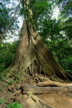 Tropikal orman ormanlarında incir ağacının yüzeyindeki devasa ağaç kökleri, Rincon de la Vieja Ulusal Parkı, Parque Nacional Rincon de la Vieja, Guanacaste Eyaleti, Kosta Rika