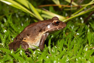 Savages thin-toed frog (Leptodactylus savagei), thin-toed frog species of leptodactylid frog, Refugio de Vida Silvestre Cano Negro, Costa Rica Wildlife clipart